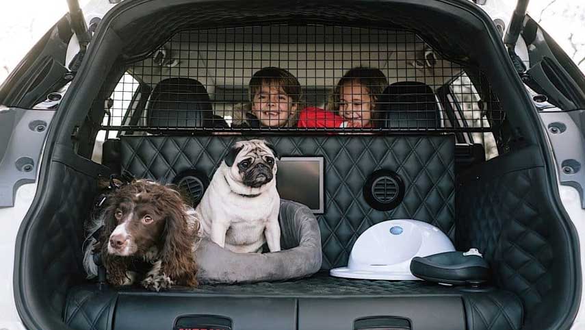 animaux-compagnie-coffre-voiture